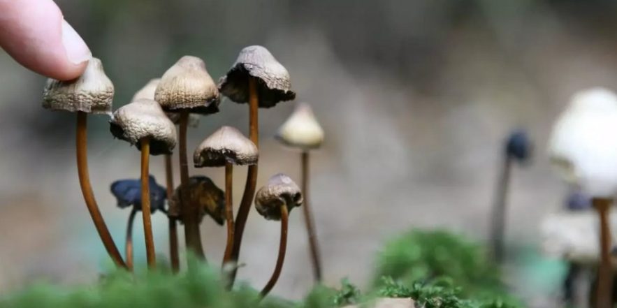 psilocybine psychedeliques