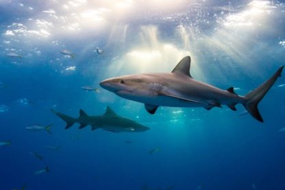 requins ocean