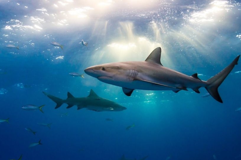 requins ocean