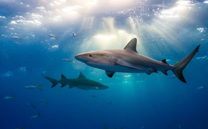requins ocean