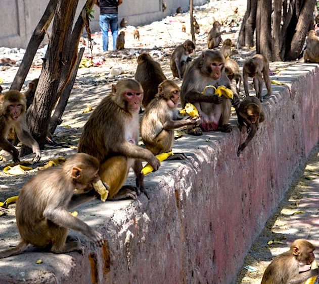 singes rue inde vol echantillons sang