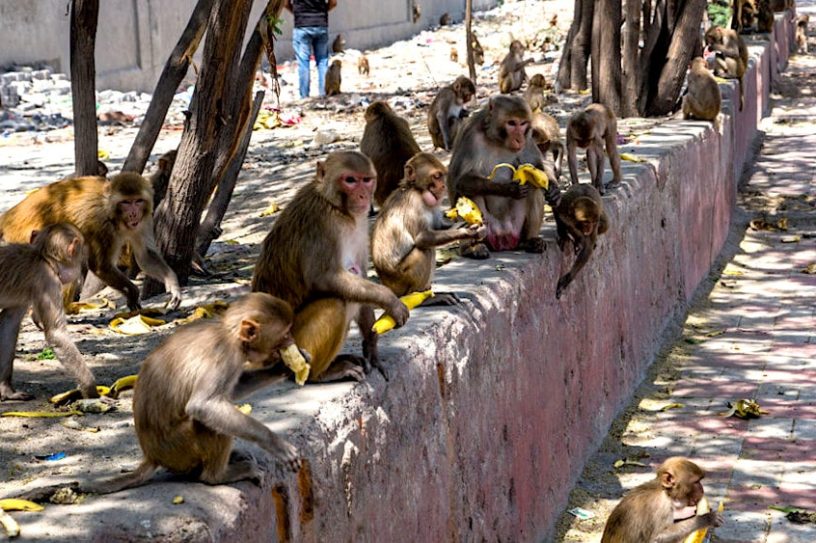 singes rue inde vol echantillons sang