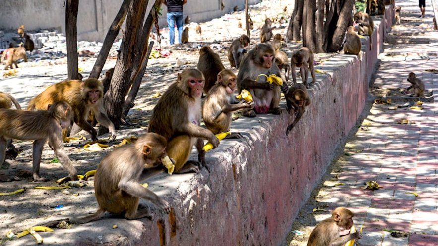singes rue inde vol echantillons sang