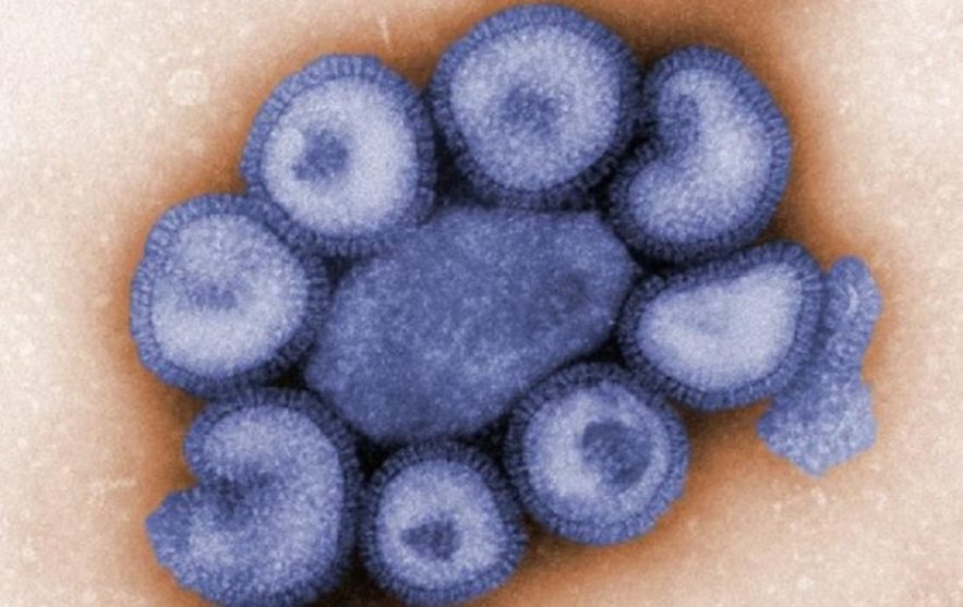 virus g4