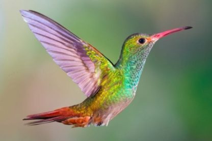 vision colibris