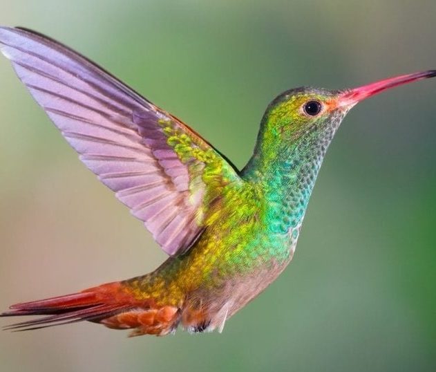 vision colibris