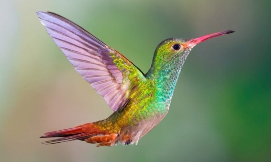 vision colibris