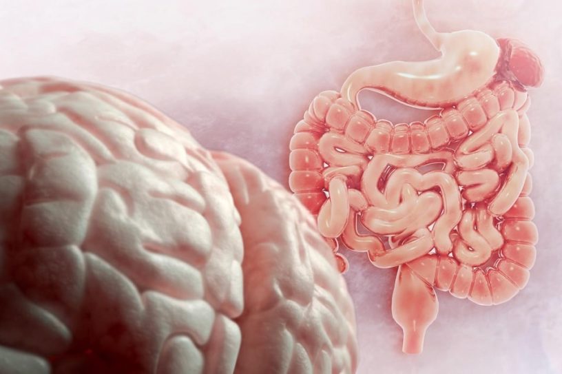 bacteries intestin cerveau