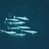 beluga société