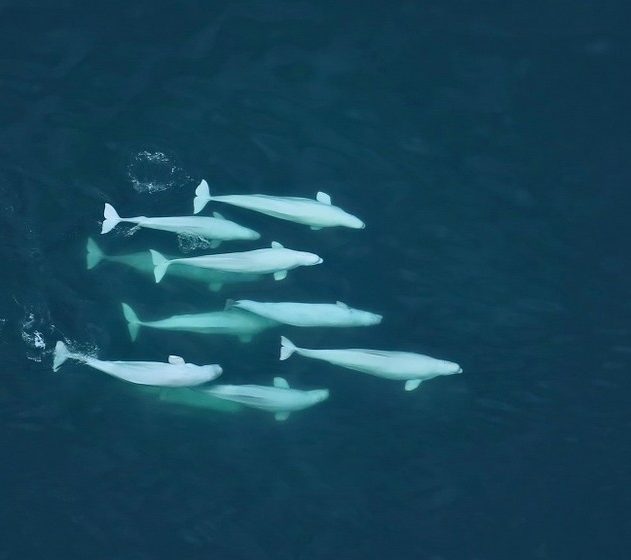 beluga société