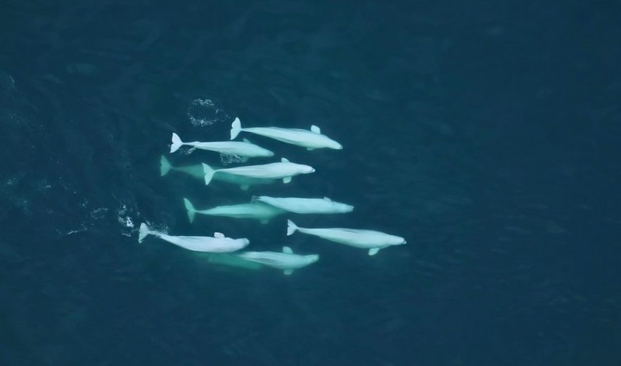 beluga société