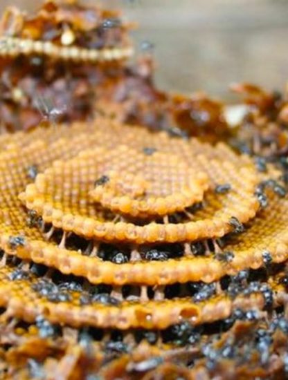 carbonaira spirale