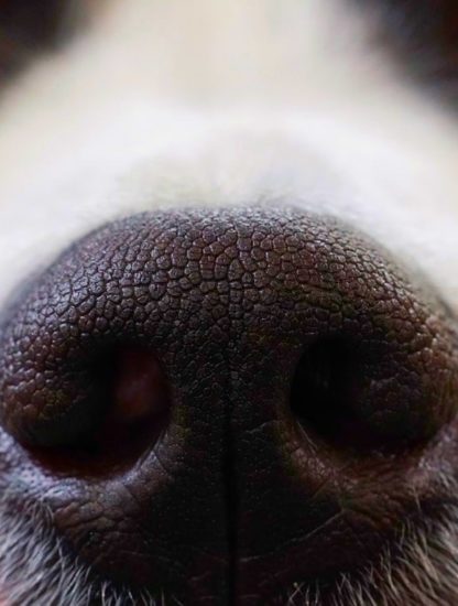 chien odorat covid
