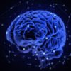 cerveau connectivite humain animaux mammiferes