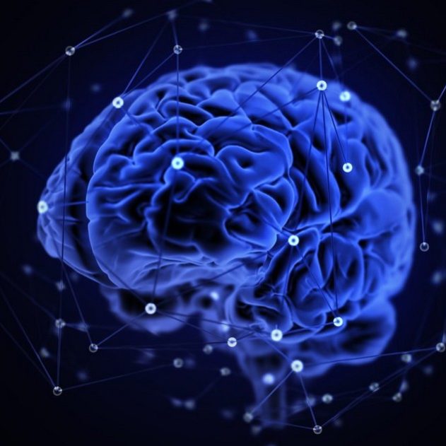 cerveau connectivite humain animaux mammiferes