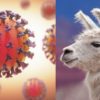 lama proteine pointe coronavirus