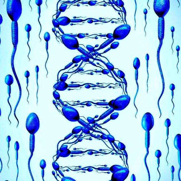 gene transposons spermatozoides