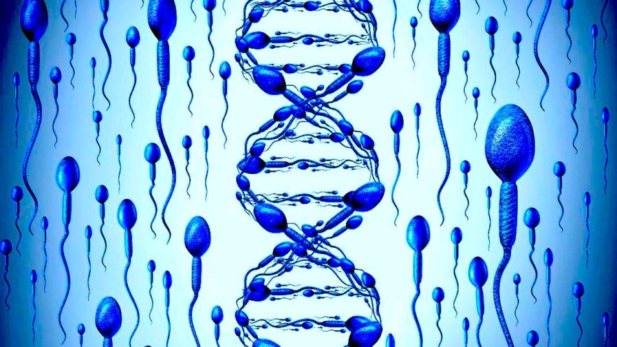 gene transposons spermatozoides