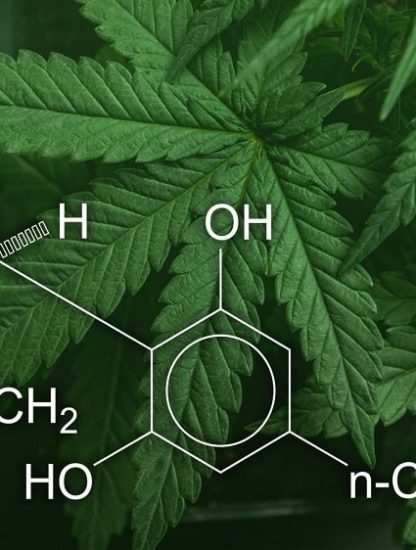 huile cbd