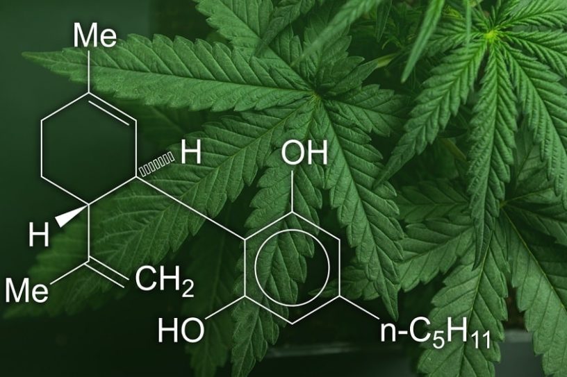 huile cbd