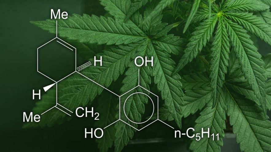 huile cbd