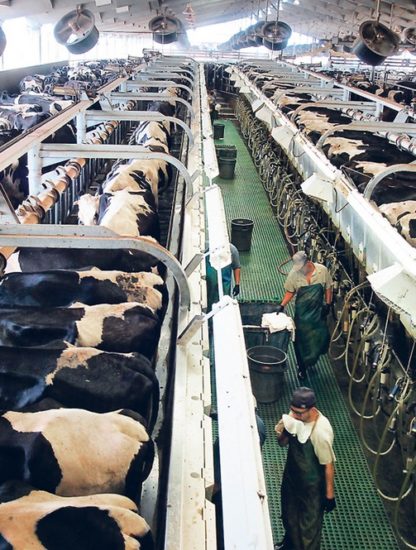 boeuf production viande poulet industrie pollution azote