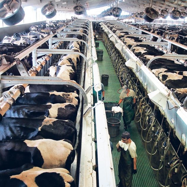 boeuf production viande poulet industrie pollution azote