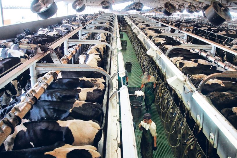 boeuf production viande poulet industrie pollution azote