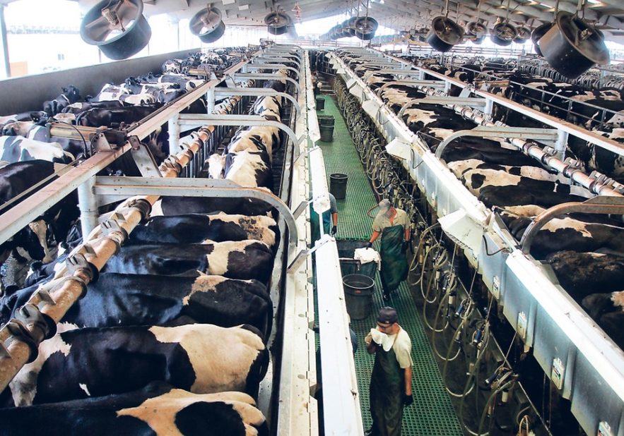 boeuf production viande poulet industrie pollution azote