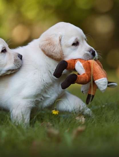 labrador retriever chien age