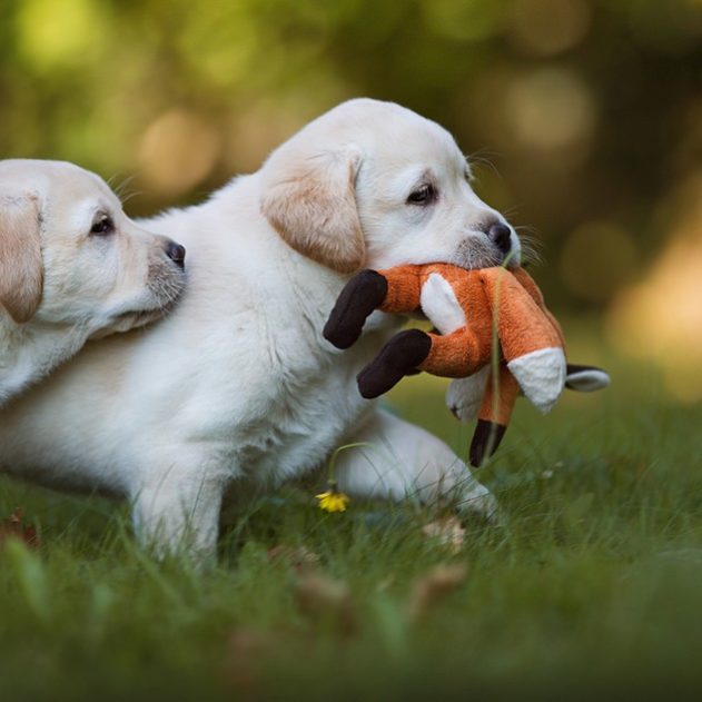 labrador retriever chien age