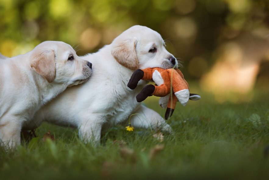 labrador retriever chien age