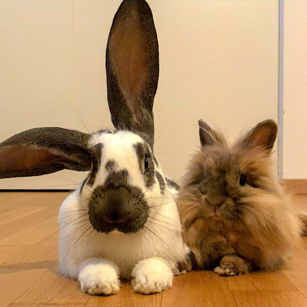 lapin ebola virus pandmie mortel
