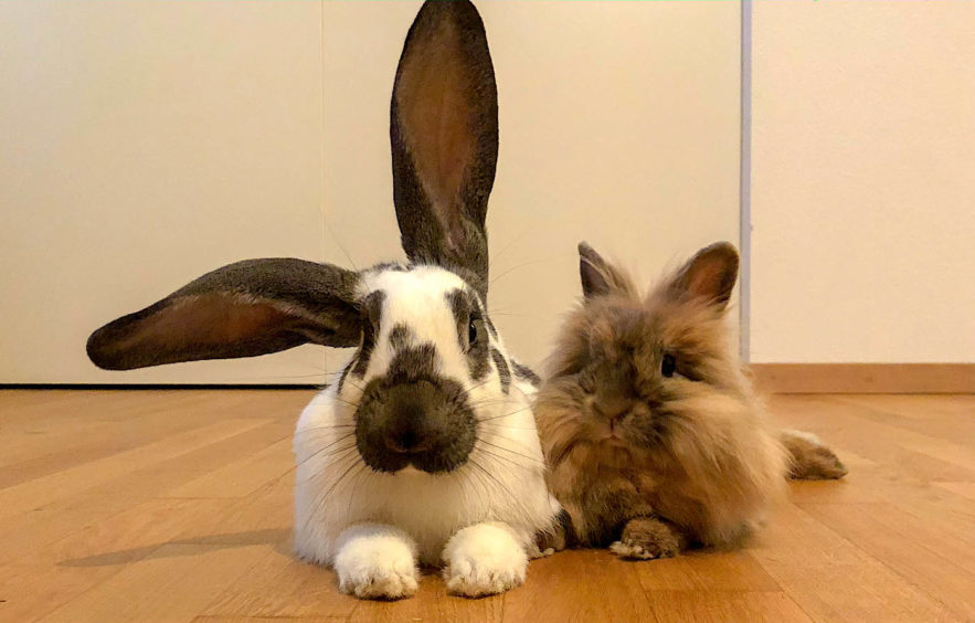 lapin ebola virus pandmie mortel