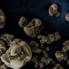 manganese decouverte bacterie mangeuse bacterie