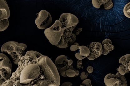 manganese decouverte bacterie mangeuse bacterie