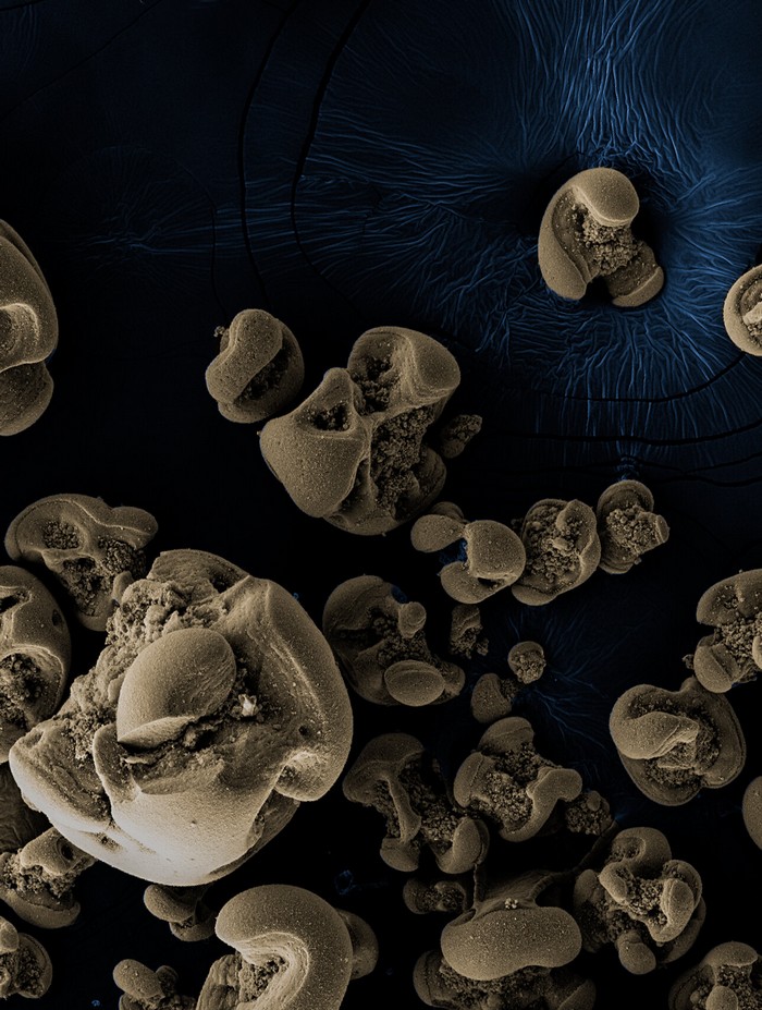manganese decouverte bacterie mangeuse bacterie