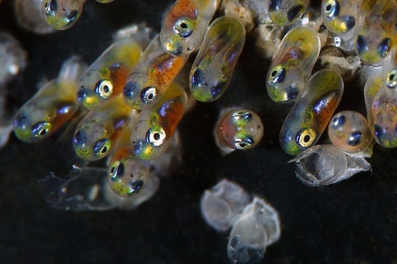 petit poisson embryon vulnérabilité réchauffement climatique climat