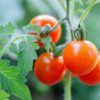 plant tomate communication plante signaux electriques