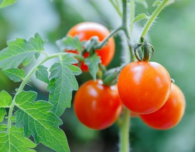 plant tomate communication plante signaux electriques