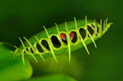 plantes carnivores