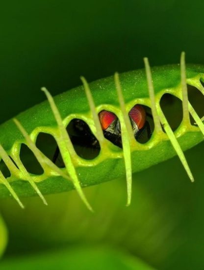 plantes carnivores