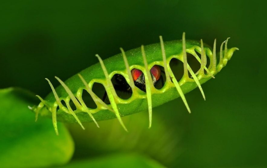 plantes carnivores