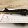poisson hybride