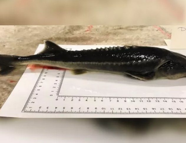 poisson hybride