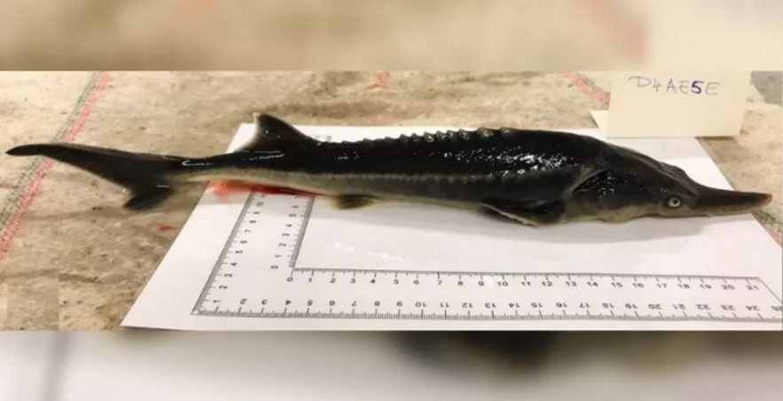 poisson hybride