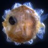 mole poisson lune adulte