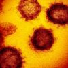 virus pandemie coronavirus sars-cov-2 covid-19