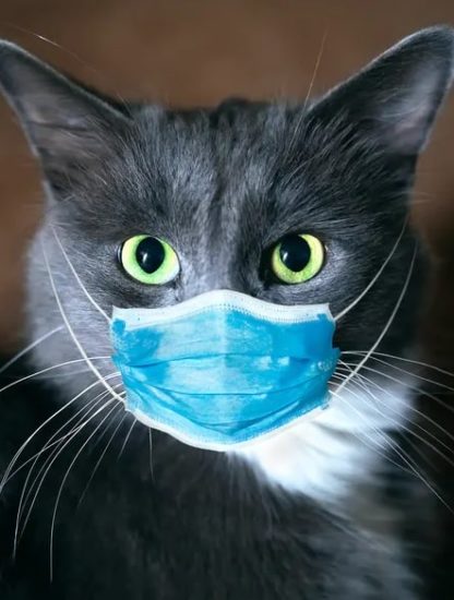 antiviral chat