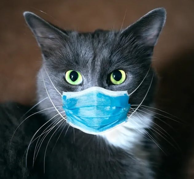 antiviral chat